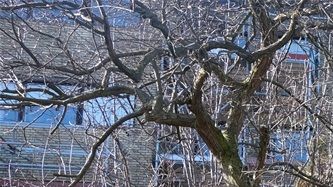 Duevej 40
Foto: Lisbet Snoager Sloth